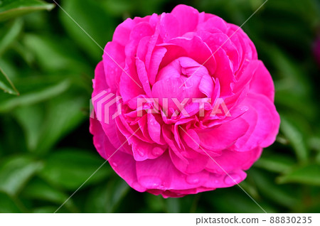 Ofuna Flower Center Peony Garden Ofuna Flower Center Peony Garden 88830235