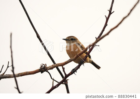 Stonechat perched on a branch ♀ 88830441