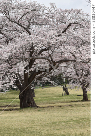 與櫻桃樹的風景 與櫻桃樹的風景 88830447