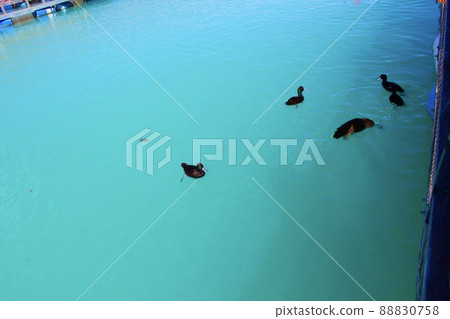 New Zealand Salmon Farm Tour High Country Salmon Farm 88830758