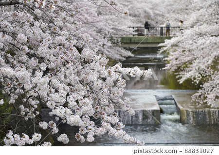 一排盛開的櫻花樹[町田市恩田川]河流和橋樑 88831027