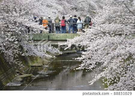 A row of cherry blossom trees in full bloom [Onda River, Machida City] Rivers and bridges 88831029
