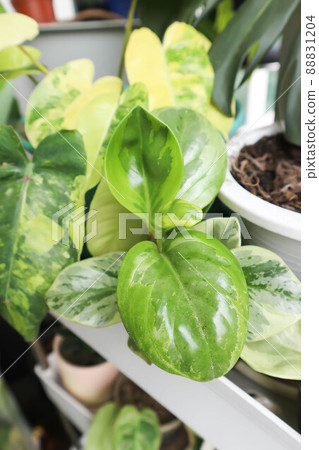 Peperomia obtusifolia, Baby Rubber Plant or Pepper Face or PIPERACEAE Peperomia obtusifolia, Baby Rubber Plant or Pepper Face or PIPERACEAE 88831204