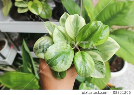Peperomia obtusifolia, Baby Rubber Plant or Pepper Face or PIPERACEAE Peperomia obtusifolia, Baby Rubber Plant or Pepper Face or PIPERACEAE 88831206
