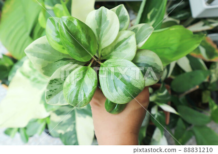 Peperomia obtusifolia, Baby Rubber Plant or Pepper Face or PIPERACEAE Peperomia obtusifolia, Baby Rubber Plant or Pepper Face or PIPERACEAE 88831210