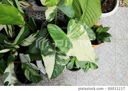 Alocasia, Alocasia macrorrhizos or Alocasia plant or tricolor alocasia or white and green leaf Alocasia, Alocasia macrorrhizos or Alocasia plant or tricolor alocasia or white and green leaf 88831217