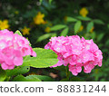  粉紅色的繡球花 88831244