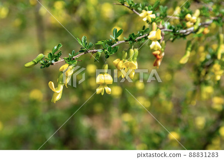 綻放可愛小花的錦雞兒[豆科] 88831283