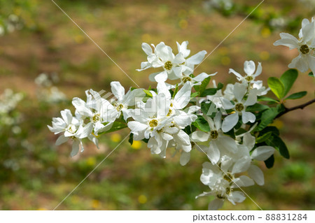 有著美麗的白色花朵的琉球[Rikyu Ume] 88831284