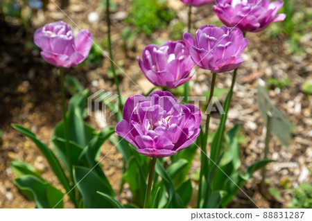 Purple double-flowered tulips and blue diamonds Purple double-flowered tulips and blue diamonds 88831287