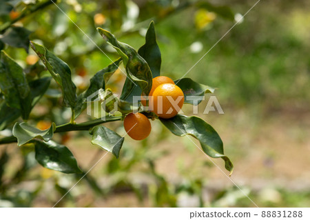 Kumquat, a fruit of the Rutaceae family, is also said to be an incense plant. Kumquat, a fruit of the Rutaceae family, is also said to be an incense plant. 88831288