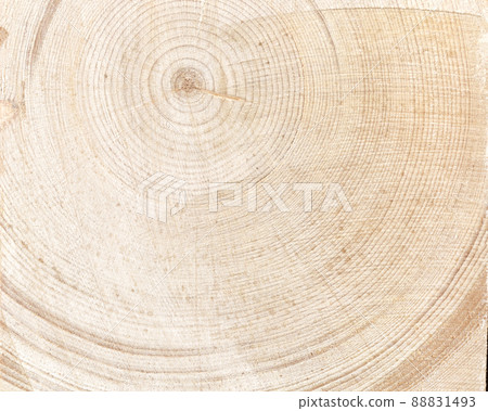 Tree wood cut with annual ring as natural background 88831493