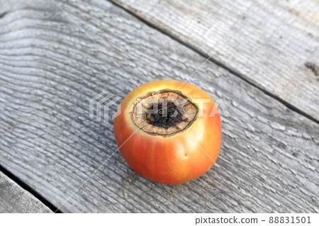 red tomato with spoiled top of brown rot 88831501