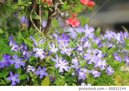 Periwinkle grass (periwinkle) Periwinkle grass (periwinkle) 88832144