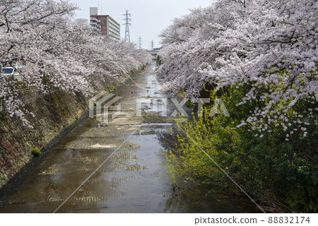 一排盛開的櫻花樹[町田市恩田川] 首都住宅附近 88832174