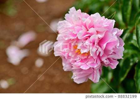 大船花卉中心牡丹園 88832199