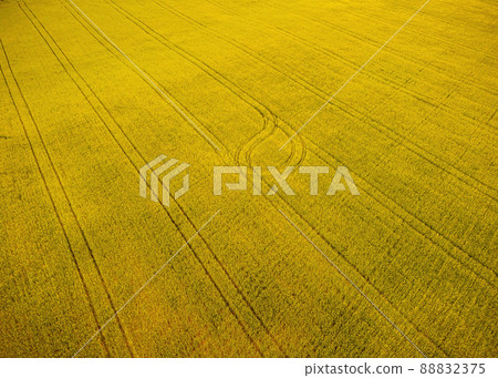 Aerial view on Green wheat field in countryside. Field of wheat blowing in the wind on sunset. Young and green Spikelets. Ears of barley crop in nature. Agronomy, industry and food production. Aerial view on Green wheat field in countryside. Field of wheat blowing in the wind on sunset. Young and green Spikelets. Ears of barley crop in nature. Agronomy, industry and food production. 88832375