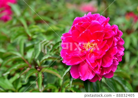 大船花卉中心牡丹園 大船花卉中心牡丹園 88832405