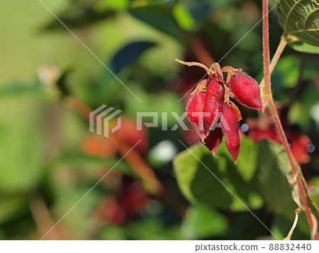 Rhynchosia volumus fruit Rhynchosia volumus fruit 88832440