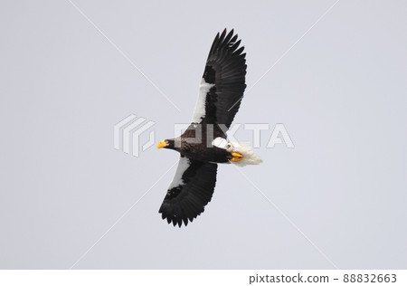 Adult flying Steller's sea eagle Adult flying Steller's sea eagle 88832663