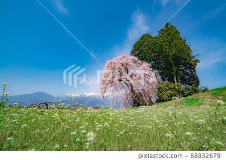 Komagane City Yoshise weeping cherry tree Komagane City Yoshise weeping cherry tree 88832679