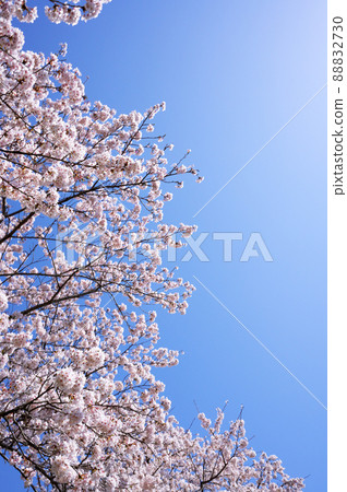 A copy space of cherry blossoms in full bloom and a clear sky 88832730