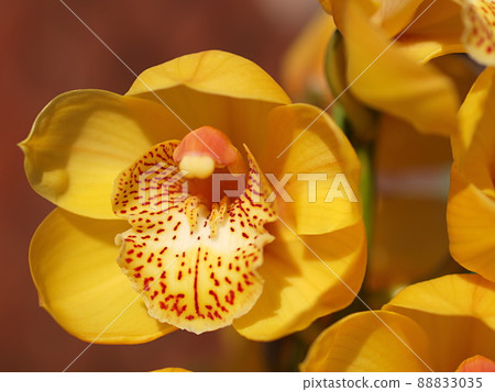 Cymbidium gold rush flower up Cymbidium gold rush flower up 88833035