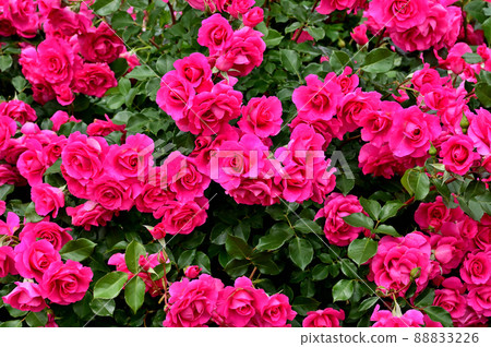 Ofuna Flower Center Rose Garden Ofuna Flower Center Rose Garden 88833226
