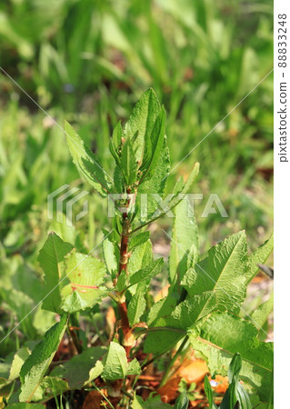 Ezonogishishi 88833248