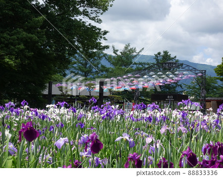 Iris in full bloom Ayame Nagai Ayame Park 88833336