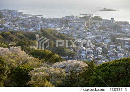 Hayama Town in Spring [From Sengenyama in the evening] Wild cherry blossoms on the ridge 88833343