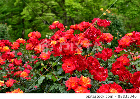 Ofuna Flower Center Rose Garden 88833346