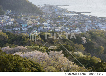 Hayama Town in Spring [From Sengenyama in the evening] Wild cherry blossoms on the ridge 88833347