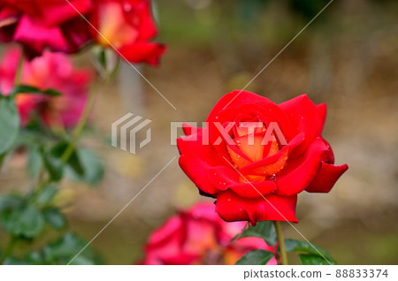 大船花卉中心玫瑰園 大船花卉中心玫瑰園 88833374