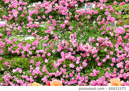 Ofuna Flower Center Rose Garden Ofuna Flower Center Rose Garden 88833375