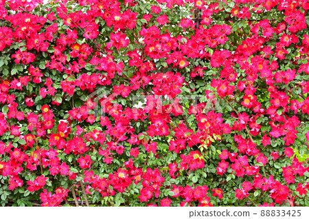 大船花卉中心玫瑰園 88833425