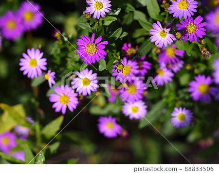 Congruent flower cluster 88833506