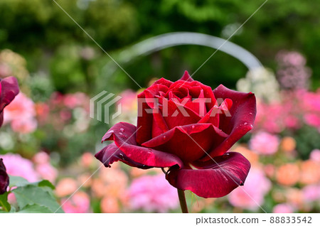 大船花卉中心玫瑰園 大船花卉中心玫瑰園 88833542