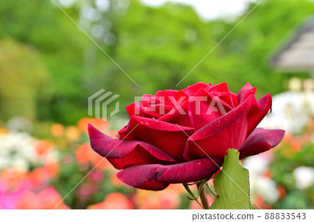 大船花卉中心玫瑰園 大船花卉中心玫瑰園 88833543
