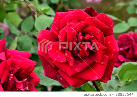 大船花卉中心玫瑰園 大船花卉中心玫瑰園 88833544