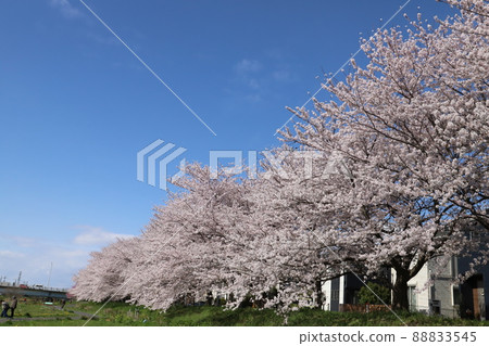 日本埼玉縣蓮田市舊荒川河床公園盛開的染井吉野櫻花 日本埼玉縣蓮田市舊荒川河床公園盛開的染井吉野櫻花 88833545