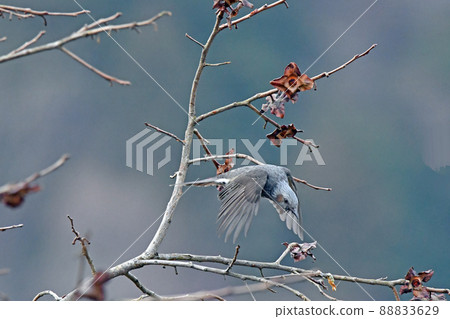 白頭翁的飛行圖。 88833629