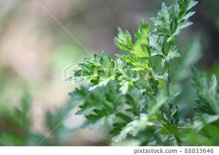 春艾（艾草） 88833646