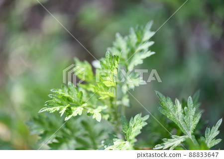 春艾(艾草) 春艾(艾草) 88833647
