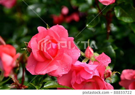 大船花卉中心玫瑰園 88833722