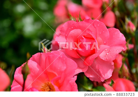 大船花卉中心玫瑰園 88833723