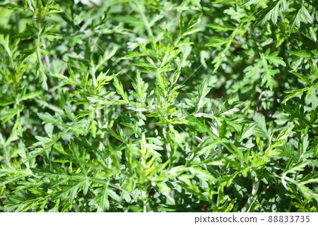 Spring mugwort (Mugwort) 88833735