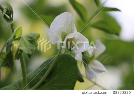 Usui pea flower Usui pea flower 88833820