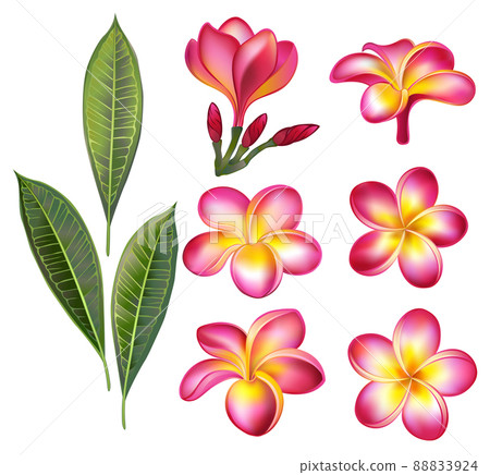 Set of pink plumeria Set of pink plumeria 88833924