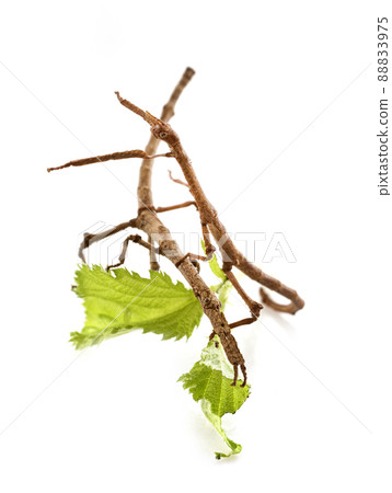 stick insect in studio stick insect in studio 88833975